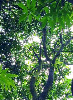 Mangrove Ecostay - Gokarna - 6