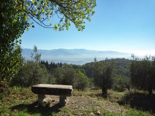 Lovely estate not far from Florence with olives trees - 5