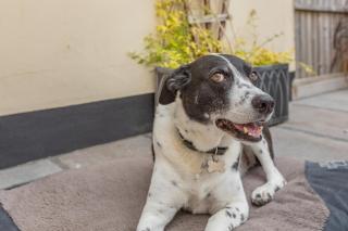 2 Bed in Chideock oc-g32451 - 4