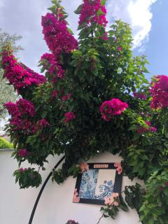 Ayshira Aparts - Kemer - 1