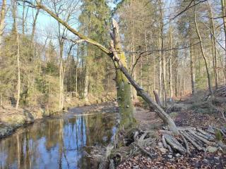 Holiday homes in the Schierke Harzresort, Schierke - 1