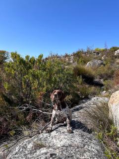 Bokdriftgasteplaas - 4