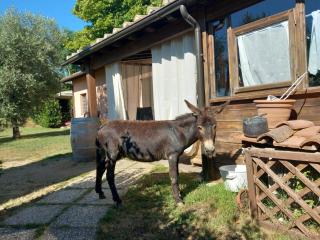 Agriturismo Gli Archi - Fauglia - 4