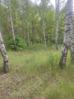 Waldcamp Hundeparadies - - 6