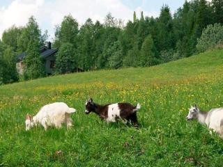 6 person holiday home in Nordli - 1