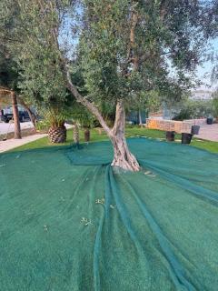 Trullo misha - 7