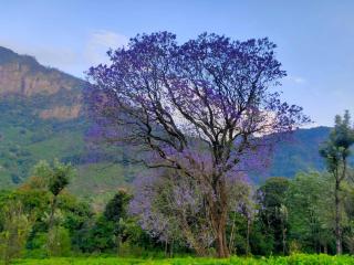 pambar river view Cottage - 3