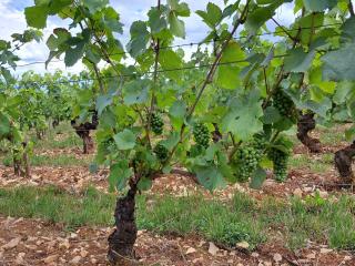 Gîte l'Orée du Château Beaune-Vignoles - Vignoles - 7