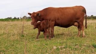 Estancia para más de 20 personas en Chascomus - 7