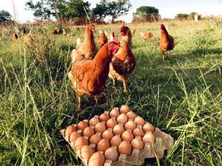 Estancia para más de 20 personas en Chascomus - 6