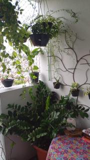 Apartamento Inteiro dois dormitórios e um banheiro social - Belém - 8