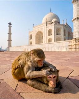 The Hideout Agra - Homestay near Taj - Agra - 0
