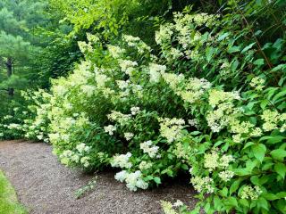 Beautiful House in the Woods, Huge Yard, Hot Tub - 7