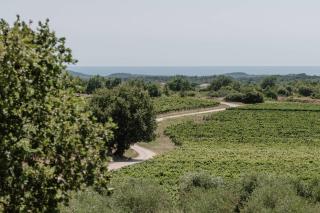 Villa Luisa - Višnjan (Visignano) - 8