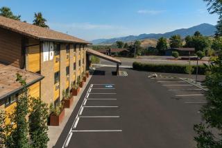 Wandering Buffalo - 6