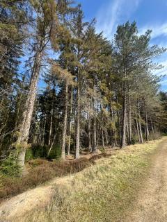 Slayley Forest Hexham Caravan Retreat Pet Friendly - sleeps 6 - Slaley - 5