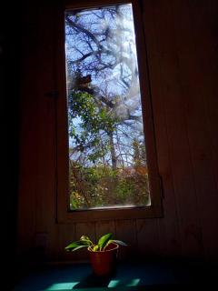 Cabaña entre arboles - 4