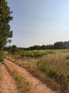 Au cœur des vignes - Tourves - 5