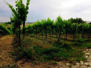 Inviting Holiday Home in San Costanzo with Swimming Pool - 3