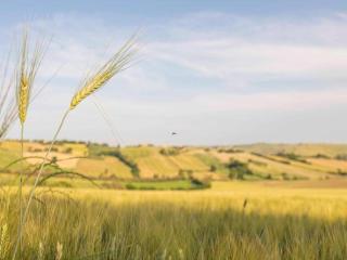 Inviting Holiday Home in San Costanzo with Swimming Pool - 2