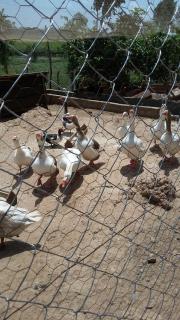 Nguru Farm Cottages - Wakiso - 5