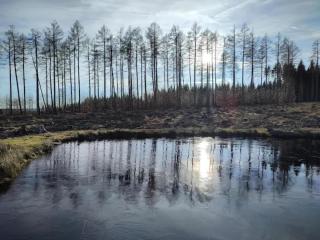 Holiday homes in the Schierke Harzresort on the Brocken, Schierke - Schierke - 8