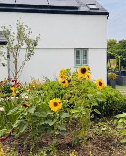 Peaceful countryside retreat - Gedney Hill - 5