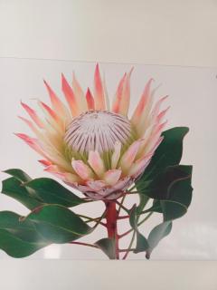 Pecan Tree Studio 1 with Forest View - Stellenbosch - 7
