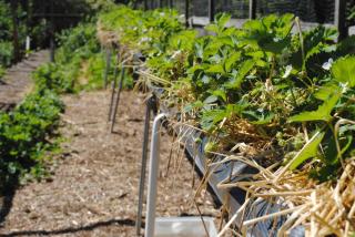 Marsham Arms Inn - 9