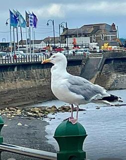 Flat 1 12 Pendarves Rd Penzance - Penzance - 3