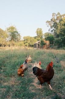 Helder Farm Studios - 5