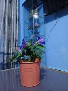 Ifa Apartment - Kiembi Samaki - 5
