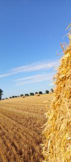 Agroturystyka W kurniku z jacuzzy - - 8