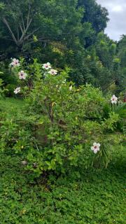 Newly Remodeled Villa Las Flores, 11 guests - 7