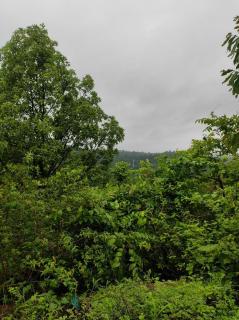 Entire 2Ecre Farm Dharmadhikari Farm Home Stay - 6