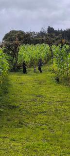 Quinta las Marias, Ecolodge y Tiny wood house - Guateque - 8