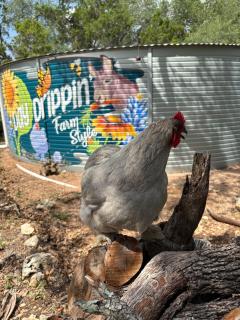 Day Drippin' Farm-stay - 5