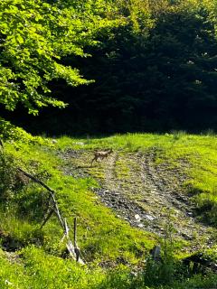 Cabana Cristalul din Apuseni - 7