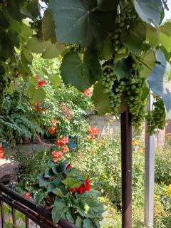Shamb guest house - Darbas - 5