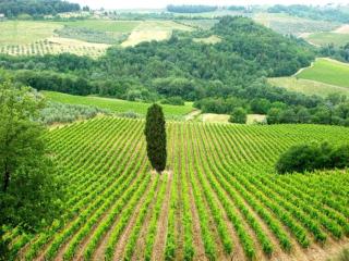 Tuscany Bliss Garden Retreat - Romola - 8