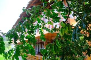 Chải Eco Home - Mù Cang Chải - 4