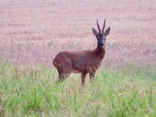 Deer View Cabin - Woodland, beaches and Hot tub - Hull - 8