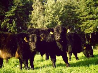 Spacious Apartment with Garden - 2