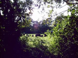 Spacious Apartment with Garden - 4