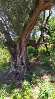 Historic Farmhouse With Views Of Sermoneta - Sermoneta - 1