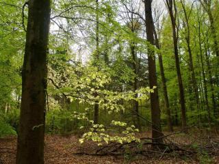 Secluded Chalet in Suwald with Hottub - Warstiens - 9