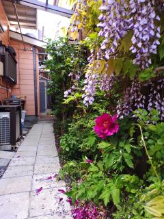 藤紫FujiMurasaki Japanese classic House - 3