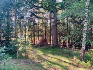 Cabin in the Forest - 6
