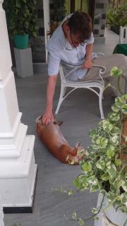 Suriya Homestay - - 1