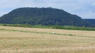 Ferienapartment MW 2b Höxter Weserbergland an der Weser inkl Küche, Wäsche, LAN, Parkplatz, Self CheckIn - Höxter - 2